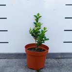 Vtáčí zob vajcolistý (Ligustrum Ovalifolium) - výška 30-50 cm, kont. C2L